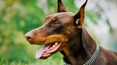 La cría selectiva de perros ha modificado hasta sus cerebros