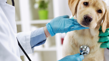 La calidad del empleo del sector veterinario en España esta dañado