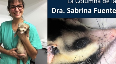 La Importancia de las Comadrejas Overas