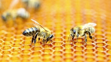 Las abejas son los seres vivos más importantes del planeta