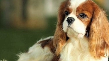 Estudian con Inteligencia Artificial los cambios neuromorfológicos de la malformación de Chiari