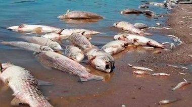 Elaboran un protocolo de acción ante mortandad de peces