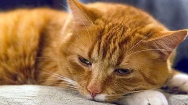 Avances y desafíos del dolor crónico en gatos