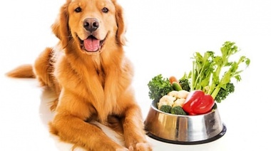 ¿Es posible alimentar a perros y gatos sólo con vegetales?