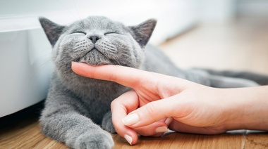 Bienestar en felinos domésticos: Los 5 requerimientos mínimos en el hogar