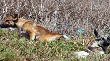 El problema de los perros asilvestrados