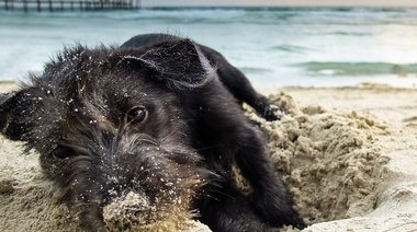 Alertan sobre los cuidados de las mascotas en el verano