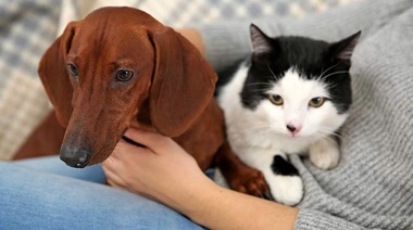 La influencia de los animales de compañía en el marketing de las marcas