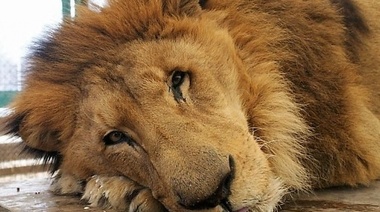 El Defensor del Pueblo exigió la reconversión o el cierre del Zoo de Luján