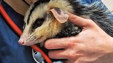 Primer Centro Veterinario Especializado en Animales No Convencionales 24 horas