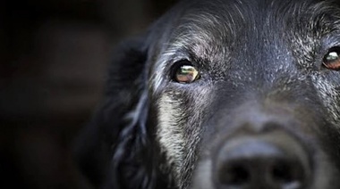 Con nanotecnología logran la detección temprana de brucelosis canina