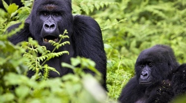 A diferencia de los chimpancés los gorilas respetan los límites de su territorio