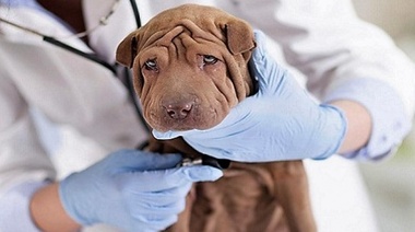 El COVID-19 y los Centros Veterinarios