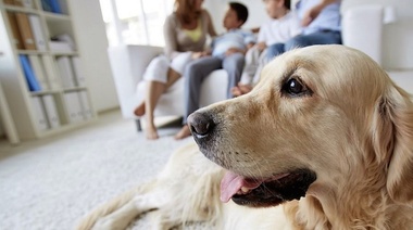 Cómo proceder antes de programar una visita profesional a domicilio durante el COVID-19