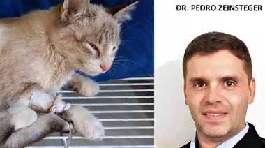 Pipetas para perros con piretroides: una intoxicación frecuente en el felino