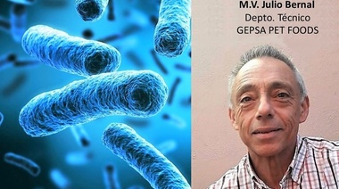 Eje intestino-cerebro y nutrición: ¿La dieta de las mascotas puede influir sobre su comportamiento?