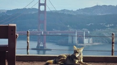 Al menos por unos días, hemos dejado en paz a los animales