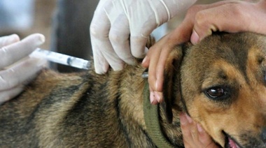 Nuevos comunicados destinados a los Centros de Zoonosis