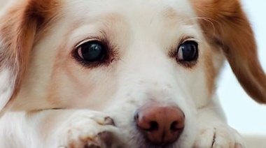 El dolor es el cuarto signo vital en veterinaria