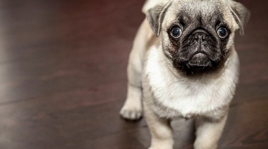 Convocan a voluntarios para cuidar a las mascotas de personas contagiadas con COVID-19