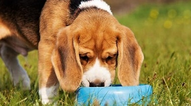 ¿Qué son los alimentos para mascotas calidad "Grado Humano"?