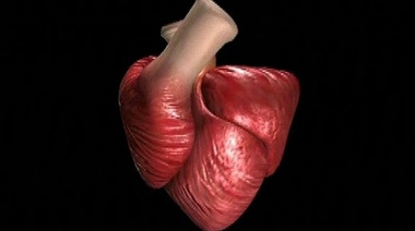 El corazón helicoidal: una nueva forma de ver la anatomía cardíaca