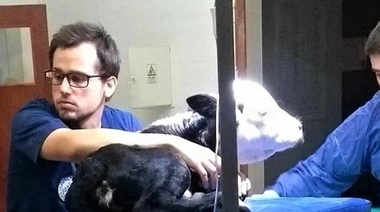 La carrera de Veterinaria volverá a recibir ingresantes