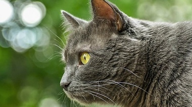 Alerta Sanitaria por caso de rabia en felino