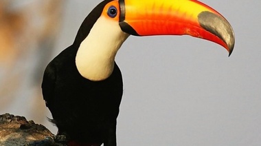 Llaman a preservar la sanidad de la fauna silvestre