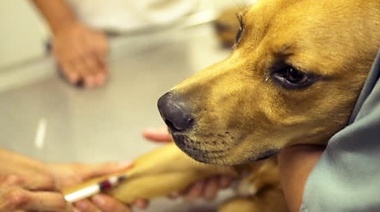 Nueva actualización de actividades durante la pandemia