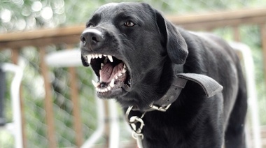 Recomendaciones para llevar a cabo los controles de focos de rabia durante la pandemia