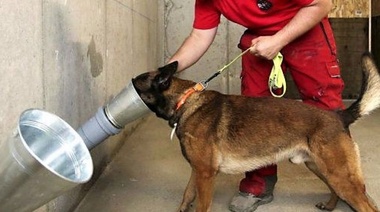 Comenzarán a entrenar perros para detectar el COVID-19