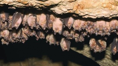 Un virus 96% parecido al SARS-CoV-2 había sido hallado hace 8 años