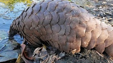 Se necesitan legislaciones más fuertes sobre tráfico ilegal de fauna silvestre para evitar futuras pandemias