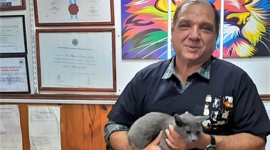 ¿Por qué los gatos son pacientes complicados?