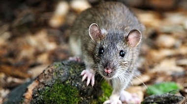 Actualidad sobre leptospirosis en la provincia de Entre Ríos