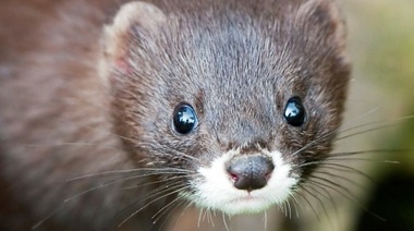 Sacrificaran casi 100.000 visones en España