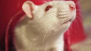 Cuadros respiratorios en ratas domésticas