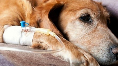 Nuevo Manuscrito sobre Oncología