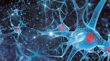 La conectividad cerebral es igual en todos los mamíferos