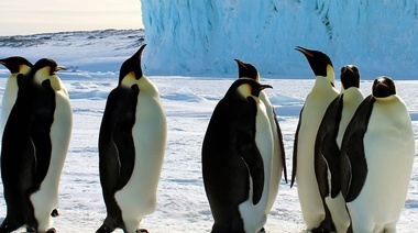 Imágenes satelitales revelan nuevas colonias de pingüinos en la Antártida