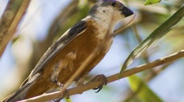 Corrientes declaró monumento natural al Capuchino Iberá