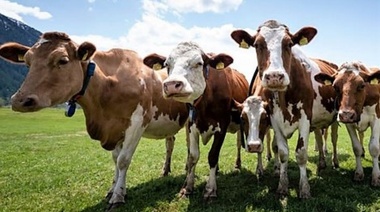 Suiza estudia incluir los derechos de los animales en su Constitución Nacional