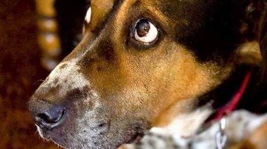 Estudian los miedos más comunes en las distintas razas de perro