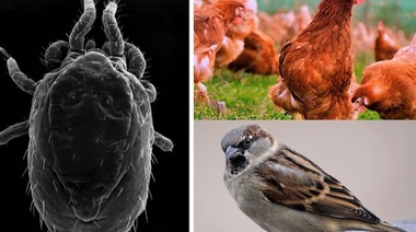 ¿Los pájaros y las gallinas tienen los mismos ácaros?