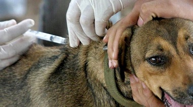 Actualizan el protocolo para los Centros de Zoonosis durante la pandemia