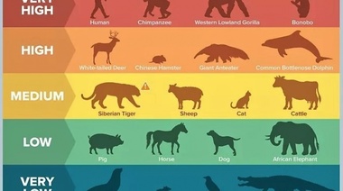 Clasifican 410 especies animales según la susceptibilidad al COVID-19