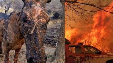 "Veterinarios contra el Fuego"
