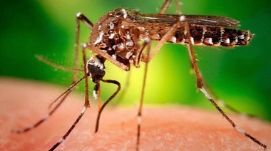 Científicos argentinos hicieron un importante hallazgo sobre el virus del zika