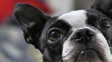 Preocupa la proliferación de perros de razas braquicéfalas